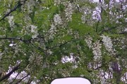 槐树开花时间（四季变幻，槐花绚烂）