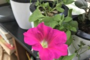 矮牵牛打顶时间及方法（如何正确打顶矮牵牛，让花期更长久）