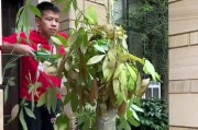 盆景发财树烂根了怎么办？（挽救烂根发财树的方法与技巧）