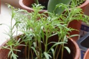 波斯菊室内养护全攻略（打造舒适室内花园，波斯菊不容错过）