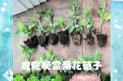 夏日盆栽菊花的养护秘籍（打造盛夏花海，如何正确养护盆栽菊花）