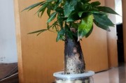 发财树的正确浇水方法（发财树浇水多少天合适？发财树的浇水技巧和注意事项大揭秘！）