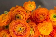 如何保存花毛茛种球？（保存方法、注意事项、储存环境）