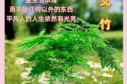 如何正确配制文竹盆土（学会合理搭配配方，让文竹茁壮成长）