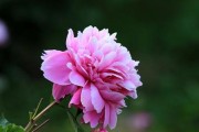 传递友谊之花语（探寻花朵背后的友谊意义）