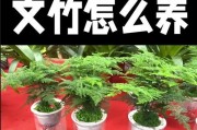 如何提升文竹的生长高度（掌握关键技巧，让文竹茁壮成长）