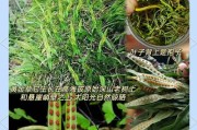 如何有效治疗黄金万年草叶片发白（掌握正确的护理方法，恢复叶片的健康光泽）