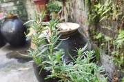 迷迭香的花期与特点（了解迷迭香花期，欣赏自然的美丽）