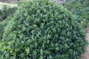 海桐属于哪类植物？——解析海桐的植物特征（探究落叶植物的生态特性，揭示海桐的神秘面纱）