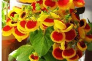 大岩桐种植小技巧（大盆还是小盆适合？如何种植？）