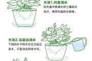冬季室外植物如何合理浇水（科学浇水，守护室外植物健康成长）