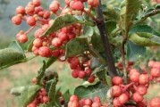 花椒种子的种植方法（从选种到成活，打造独特的花椒庭院）