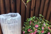 室内开花盆栽的品种选择和护理技巧（一份指南，让你的家居绿植更美丽）