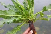 金不换，一种珍贵的药用植物（探秘金不换的药用价值和栽培技巧）