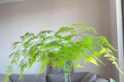 冬天如何室内养护文竹？（全面指南，助你打造室内绿色生活）