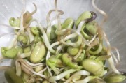 黄豆发芽全过程详解（探究黄豆的生长发育过程，了解黄豆的营养价值及如何合理食用）