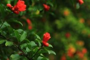 探寻石榴花的多彩世界（探寻石榴花的多彩世界）