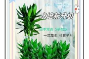 转运竹水培方法详解（打造健康快乐的转运竹生长环境）
