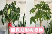 老板树的养殖方法和注意事项（如何培育健康茁壮的老板树）