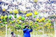 瓜蒌种子保存与种植技巧——留种子的正确方法
