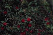 杜鹃花生长环境条件及特点（探究杜鹃花生长需求与特点，助力种植杜鹃花）