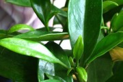 非洲茉莉不开花的原因（探究非洲茉莉不开花的成因及解决方案）