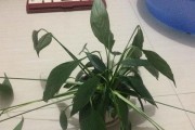 白掌叶子为何会干枯？（探寻白掌叶子干枯的原因及处理方法）