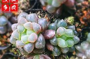 条纹十二卷的养殖技巧（从选苗到收成，教你如何让条纹十二卷长得更好）