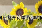 太阳花开花时间的探究（从种植到开花，一步步了解太阳花的开花规律）