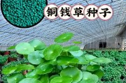 种子的生命之旅（从生命的种子到茁壮成长，探索植物的奇迹）
