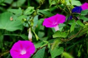 百合花与牵牛花的异同比较（探究两种花的特征与生长环境）