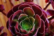 如何养殖黑魔法师多肉——详细教程（从选苗到管理，一步步教你养出健康多肉植物）