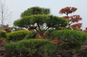 黑松是我国重要的保护植物（保护黑松，保护生态环境）