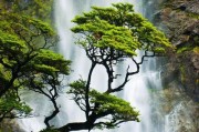 高冷孤傲的花（揭秘花语、成长环境和人类文化意义）
