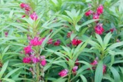 打造美丽花园从凤仙花种子开始（如何种植凤仙花？凤仙花种子的保存和发芽）