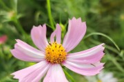 波斯菊如何合理浇水？