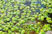 探秘浮萍的形态特征（从叶片到气囊，一步步揭开她神秘的面纱）