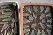 千佛手冬天是否易冻死？（佛教寺庙内的健康隐患与防范措施）