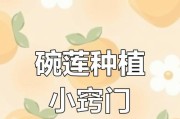 四季碗莲的种植方法（打造绚丽的四季花园，四季碗莲种植攻略大揭秘！）