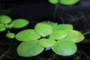 浮萍的繁殖及繁殖时间与方法（水生植物浮萍的后代繁殖机制与技巧）