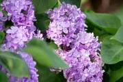 丁香花的花语与代表意义（探寻丁香花的深层含义）