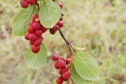 五味子——中医宝藏植物