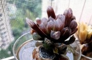 玉露水培的可行性与注意事项（以玉露为例，探讨水培的实现和优劣）