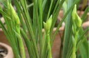 剑兰的种植方法与时间（打造优美花园的必备技能）