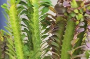 龙骨花养护指南——打造美丽的花园景观