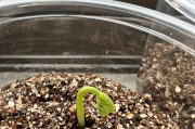 红豆收获季节剖析（红豆成熟的时间、条件与注意事项）