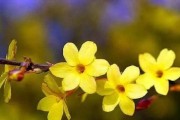 迎春花的神奇之处（植物酒趣实践，啤酒能给迎春花带来哪些好处？）