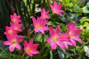 风雨兰，多年生草本植物（生长环境、花语、栽培技巧、养护方法等）