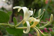 金银花树的冬季生存问题：冻死还是顽强生长？