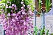 铃兰花种植指南（打造花园中的清香角落，探秘铃兰花的种植技巧与护理方法）